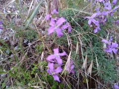 Matthiola fruticulosa