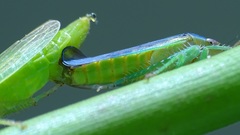 Gypona melanota