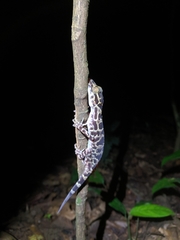 Cyrtodactylus cucphuongensis