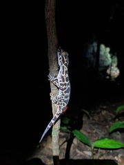 Cyrtodactylus cucphuongensis