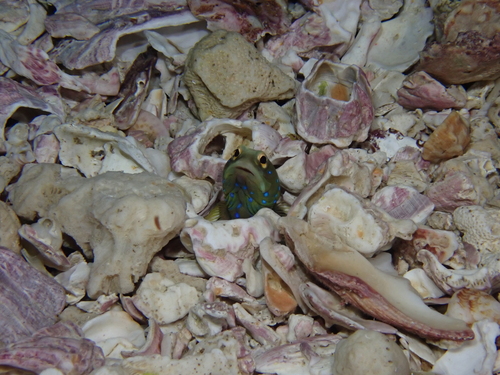 Panama jawfish (Opistognathus panamaensis) — Opistognathidae — 3