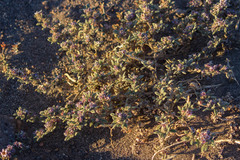 Tiquilia atacamensis