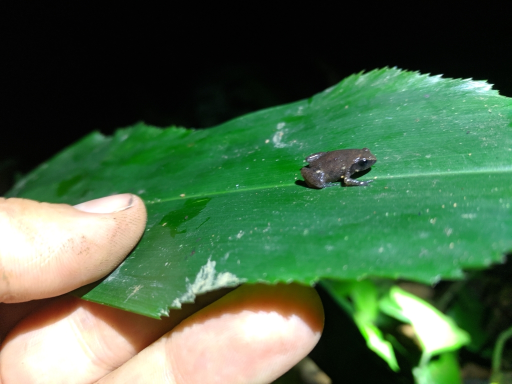 Indochinese Dwarf Frogs
