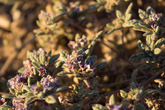 Tiquilia atacamensis