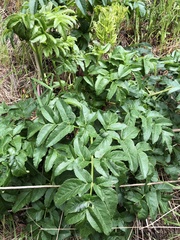 Angelica hendersonii