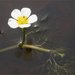 Threadleaf Buttercup - Photo (c) anonymous, some rights reserved (CC BY-SA)