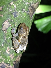 Theloderma albopunctatum