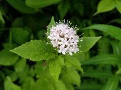 Valeriana sitchensis
