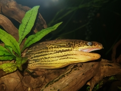 Gymnothorax polyuranodon