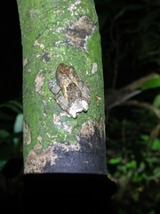 Theloderma albopunctatum