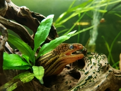 Gymnothorax polyuranodon