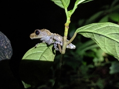 Theloderma albopunctatum