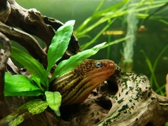 Gymnothorax polyuranodon