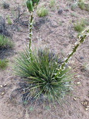 Yucca baileyi