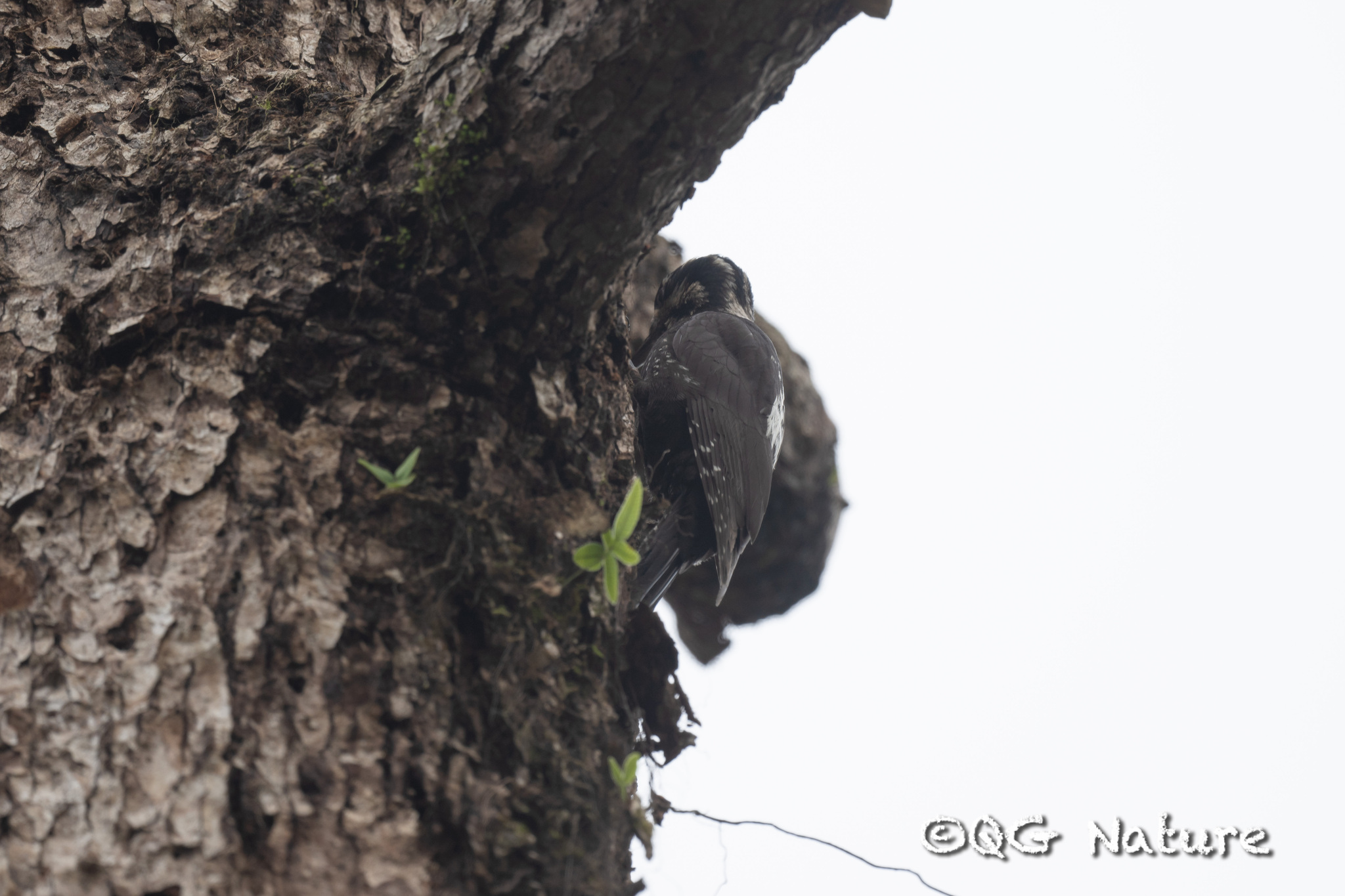Eurasian Three-toed Woodpecker