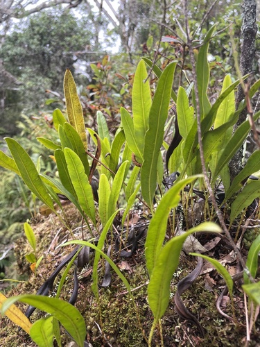 Elaphoglossum wawrae observed 2024-08-20