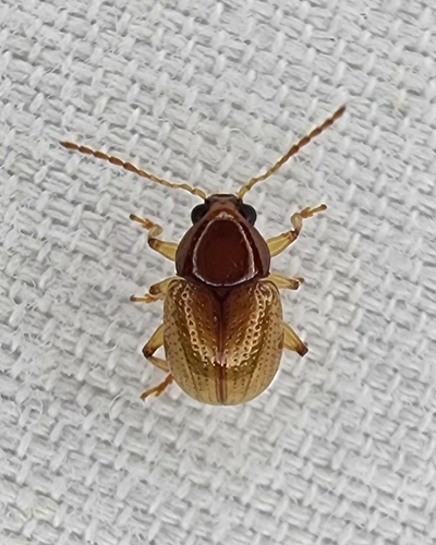 Metachroma texanum