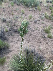 Yucca baileyi