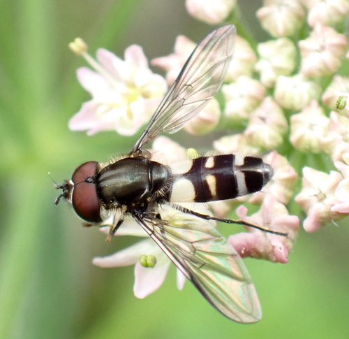 Dark-saddled Leucozona