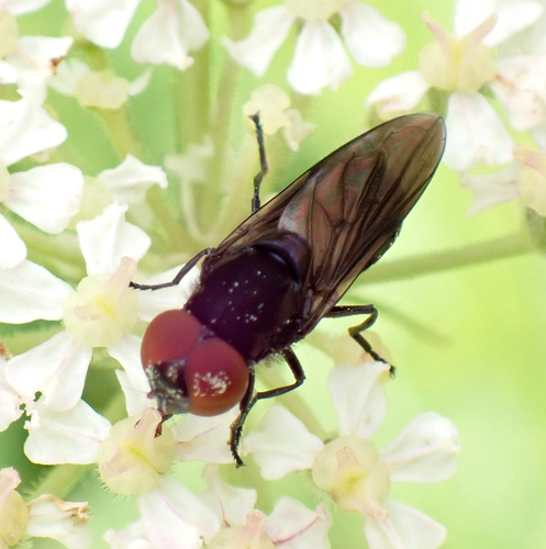 Chrysogaster solstitialis nuotrauka