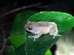 Raorchestes