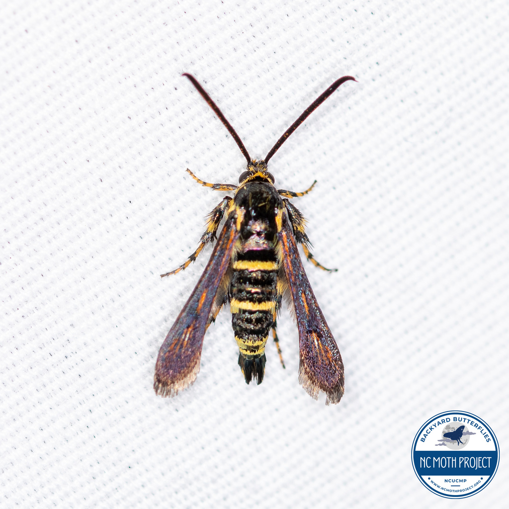 Osminia ruficornis