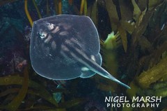 Urolophus cruciatus