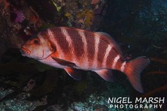 Chirodactylus spectabilis