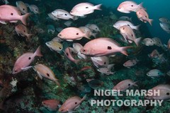 Caesioperca lepidoptera