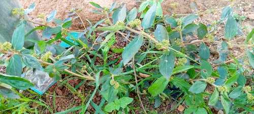 Asthma Plant