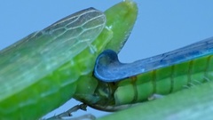 Gypona melanota