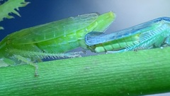 Gypona melanota