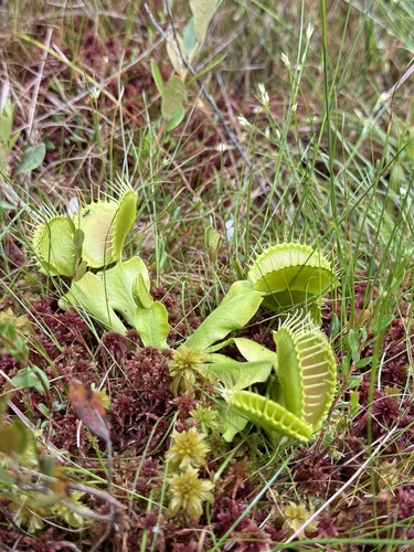 Dionaea muscipula iNat (1)