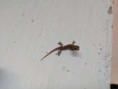 Hemiphyllodactylus typus