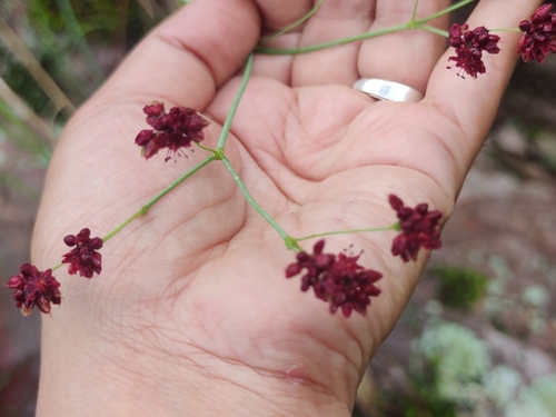 Red Buckwheat (Eriogonum atrorubens)