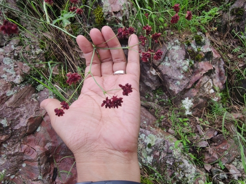 Image of Eriogonum atrorubens by (c) Liliana Ramírez-Freire, some rights reserved (CC BY)