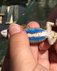 Sceloporus occidentalis