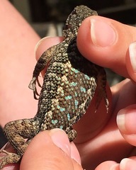 Sceloporus occidentalis