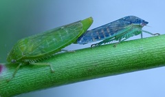 Gypona melanota