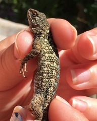 Sceloporus occidentalis