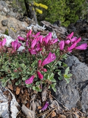 Penstemon rupicola
