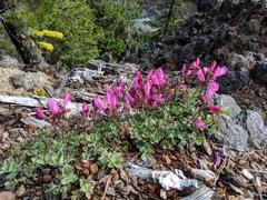 Penstemon rupicola