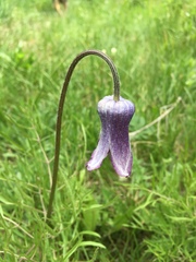 Clematis hirsutissima
