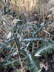 Cirsium arizonicum