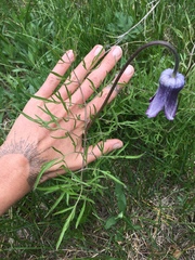 Clematis hirsutissima