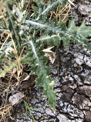 Cirsium arizonicum