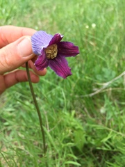 Clematis hirsutissima