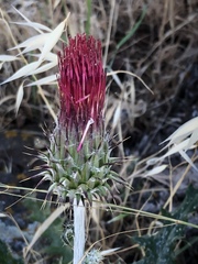 Cirsium arizonicum