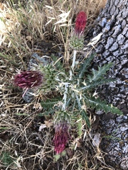 Cirsium arizonicum