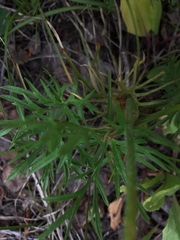 Clematis hirsutissima